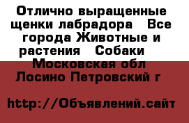 Отлично выращенные щенки лабрадора - Все города Животные и растения » Собаки   . Московская обл.,Лосино-Петровский г.